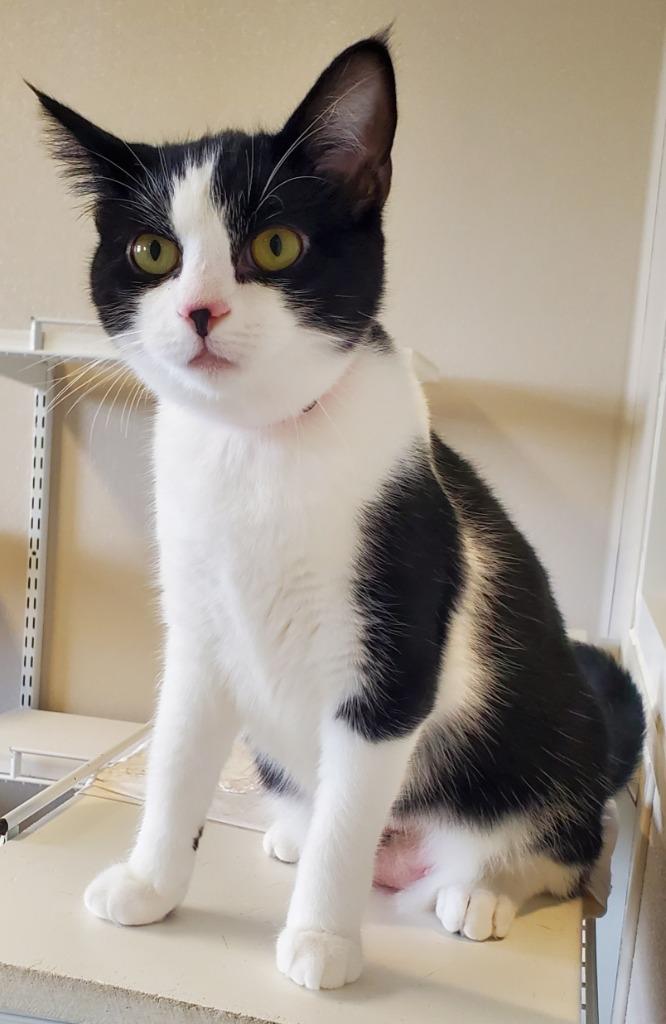 Enlarge Poplar, a Adoptable mixed breed in Fremont, OH image 5/6