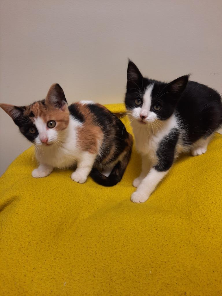 Poplar — thumbnail 6