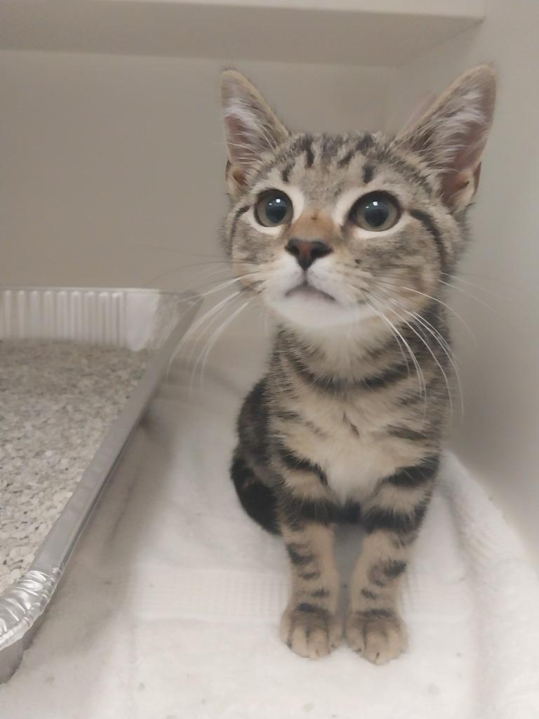 Ranger, Adoptable, Kitten Male Domestic Short Hair.