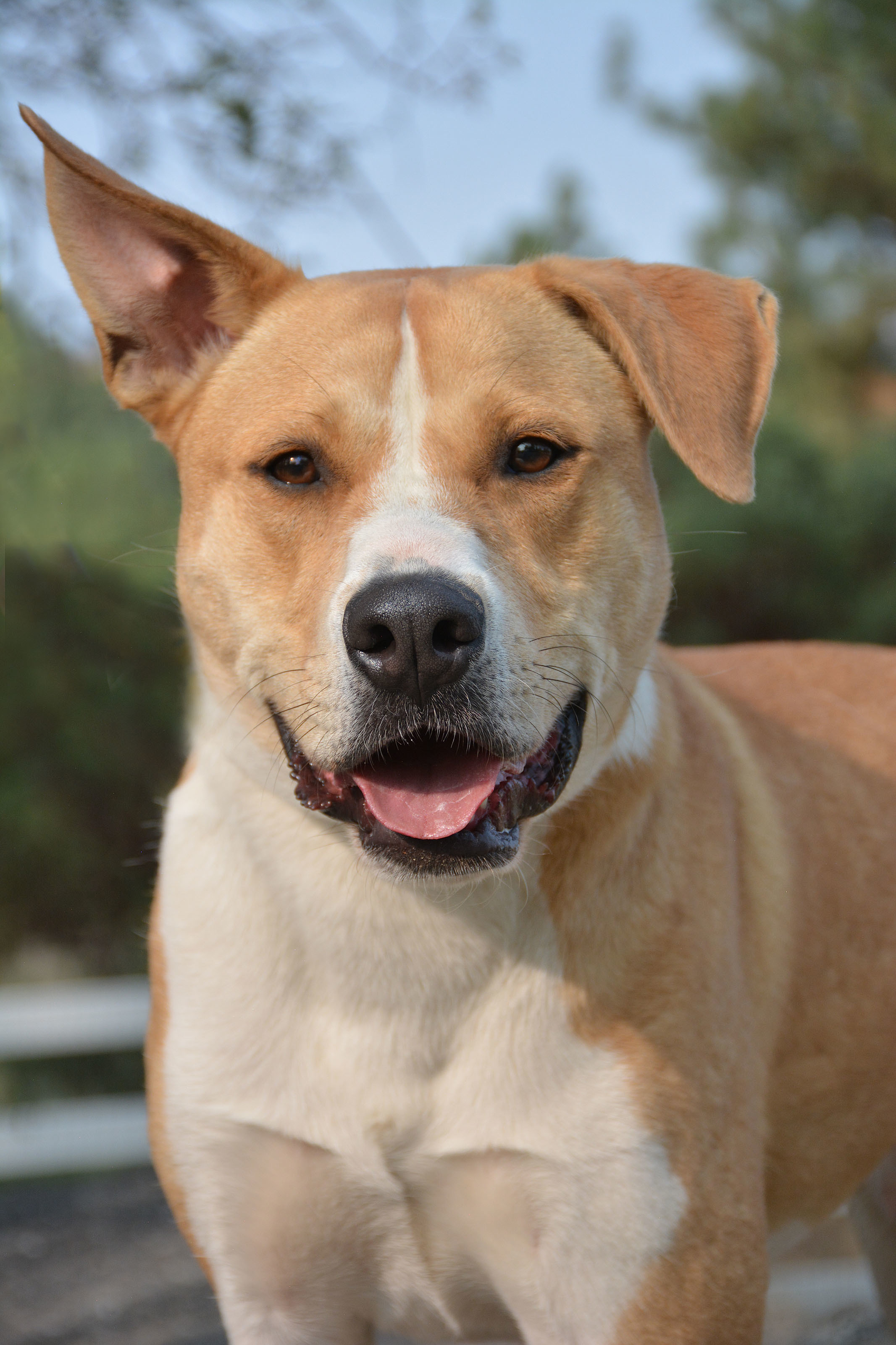 Dug, Adoptable, Young Male Terrier.
