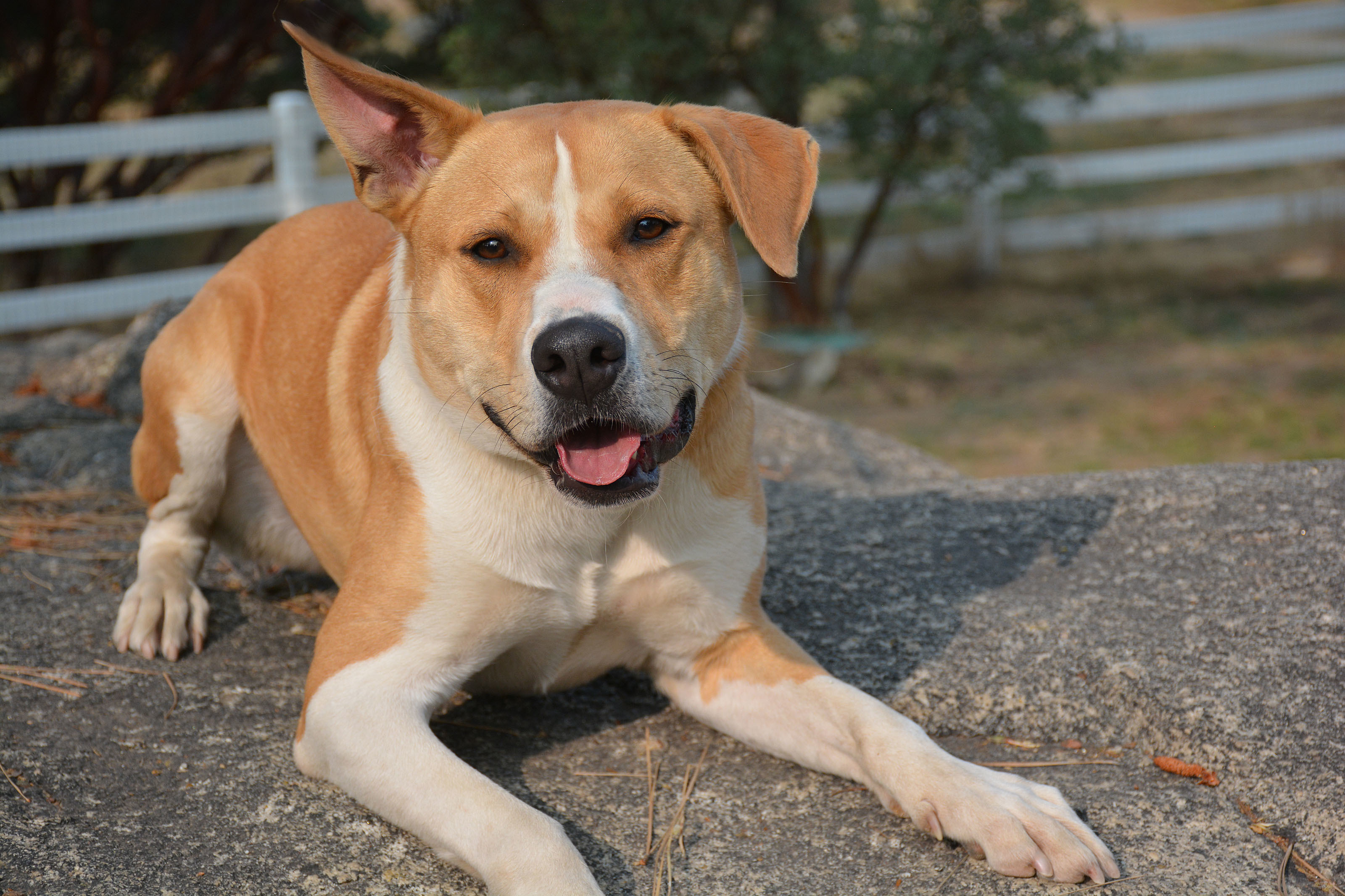 Dug, a Adoptable mixed breed in Mountain Center, CA image 2/10