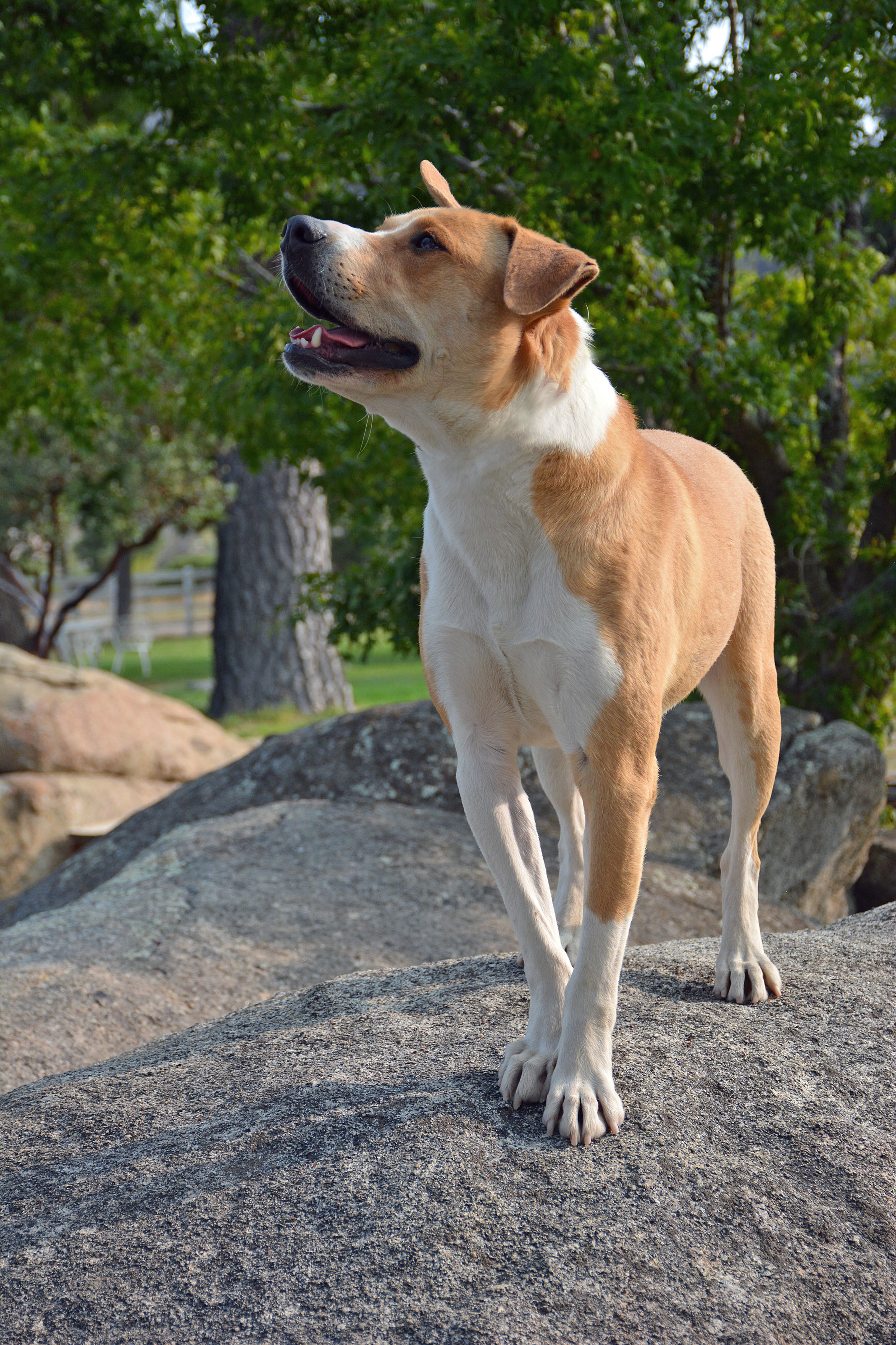 Dug, a Adoptable mixed breed in Mountain Center, CA image 3/10