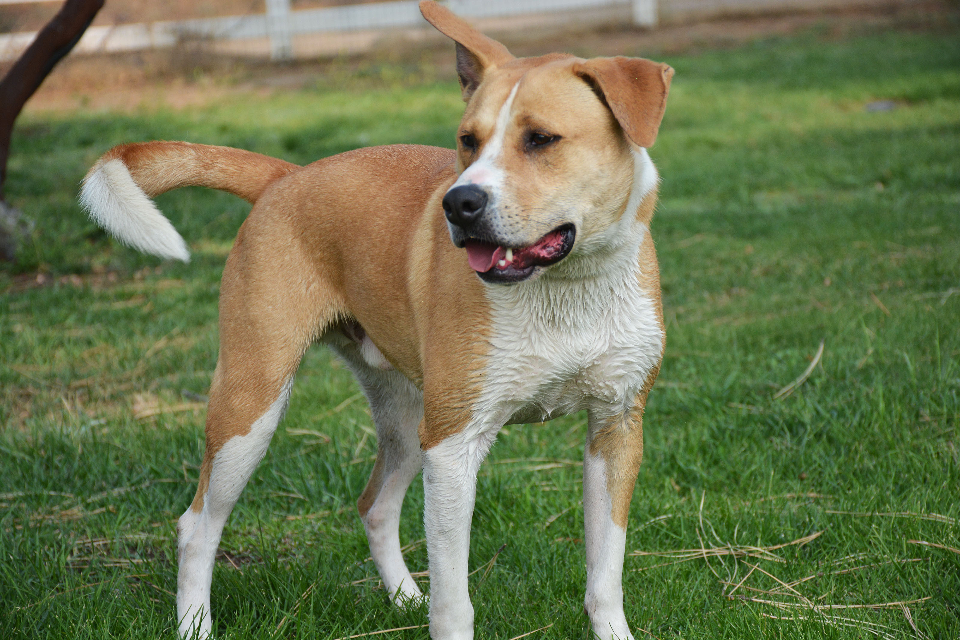 Dug, a Adoptable mixed breed in Mountain Center, CA image 5/10