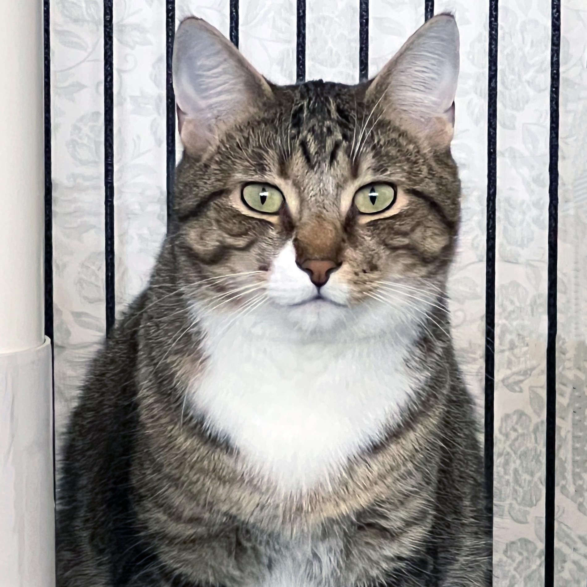 Enlarge Neko, a ADOPTABLE Domestic Short Hair in St. Louis, MO image 1/1