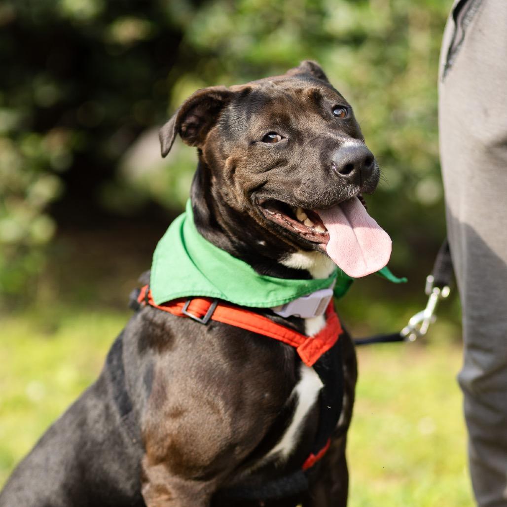 Rhea, Adoptable, Adult Female Black Labrador Retriever & Mixed Breed.