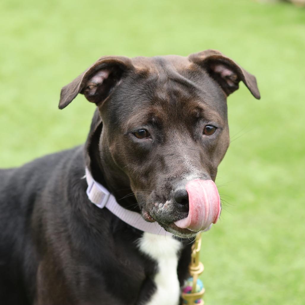 Rhea, Adoptable, Young Female Pit Bull Terrier.