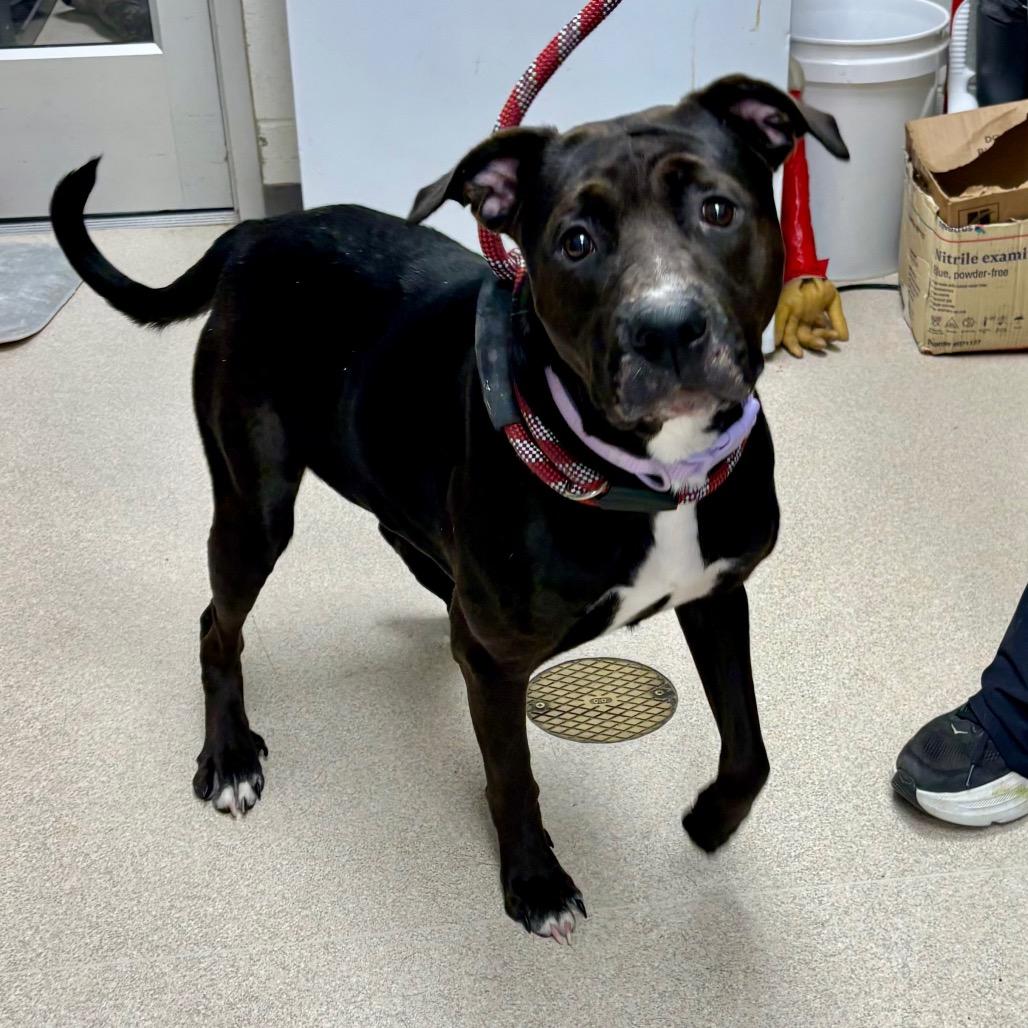 Enlarge Rhea, a Adoptable Pit Bull Terrier in Evansville, IN image 2/5