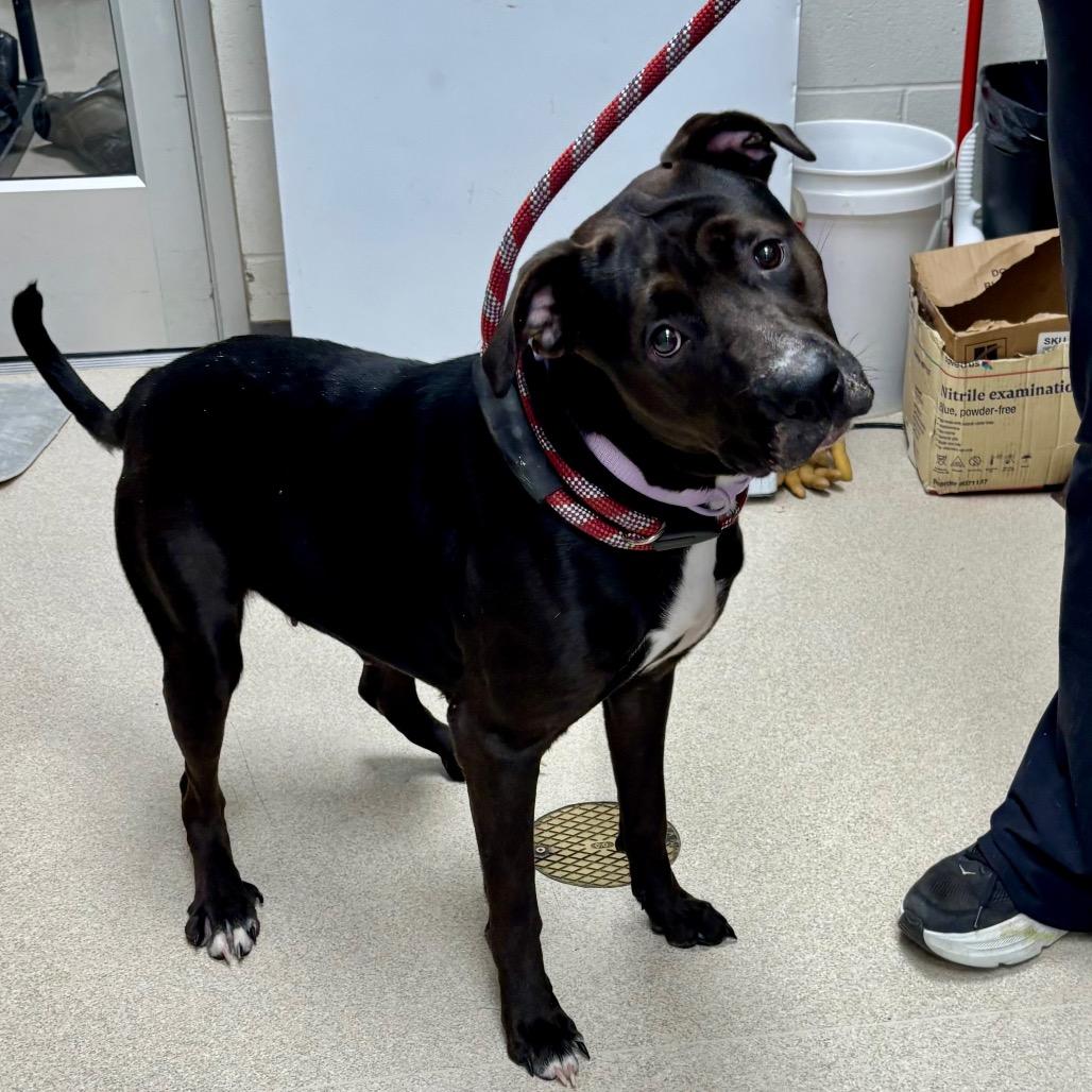 Enlarge Rhea, a Adoptable Pit Bull Terrier in Evansville, IN image 3/5