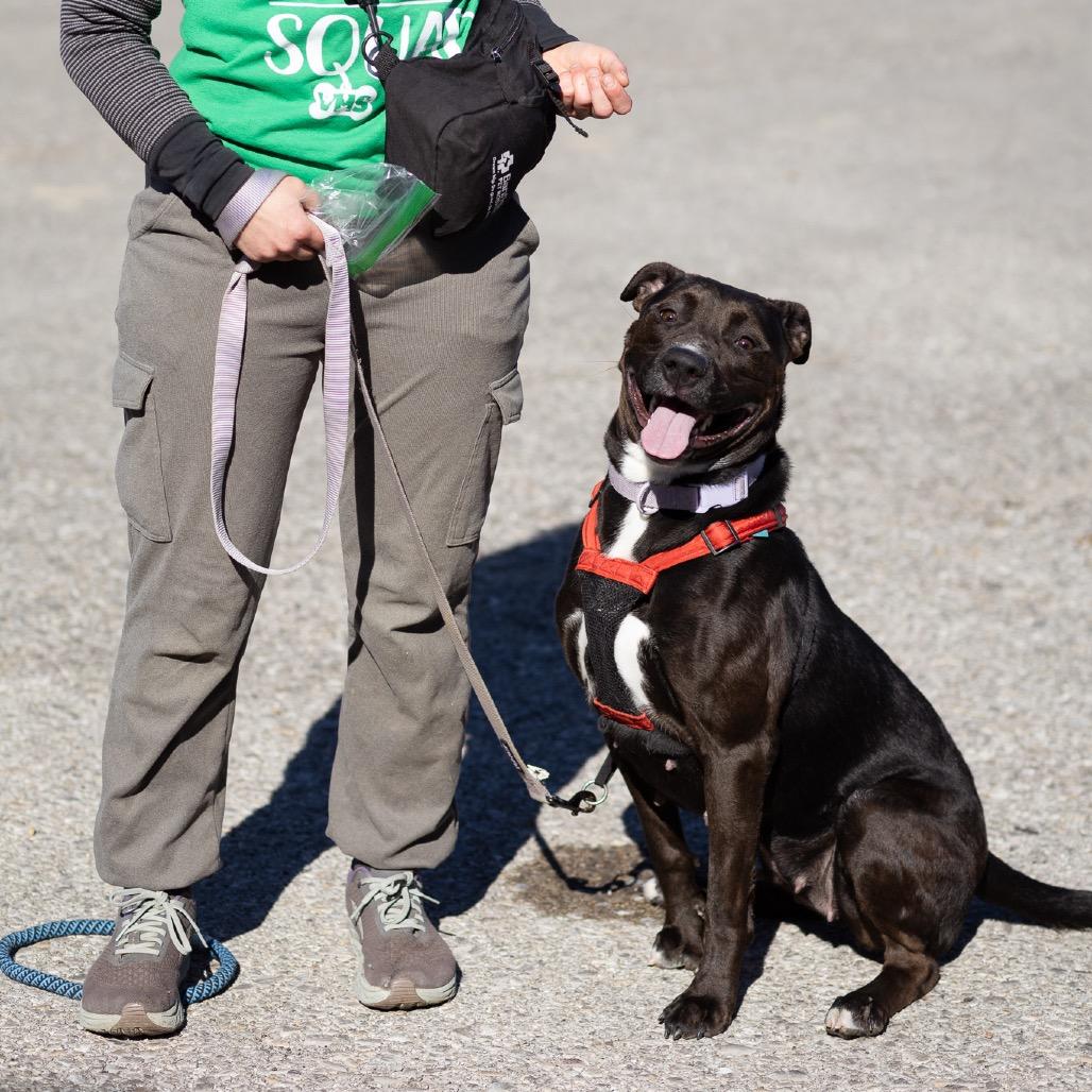 Enlarge Rhea, a Adoptable Pit Bull Terrier in Evansville, IN image 4/5