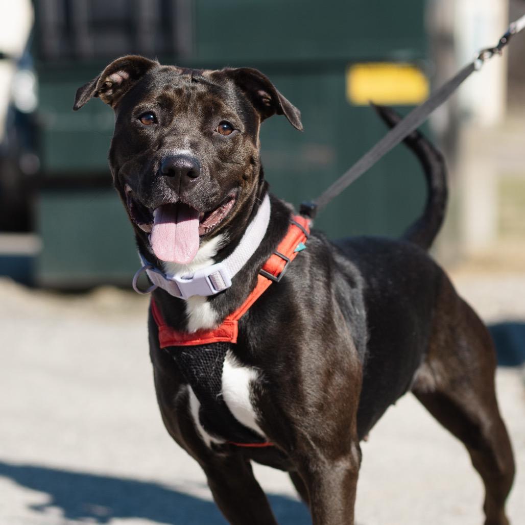 Enlarge Rhea, a Adoptable Pit Bull Terrier in Evansville, IN image 5/5