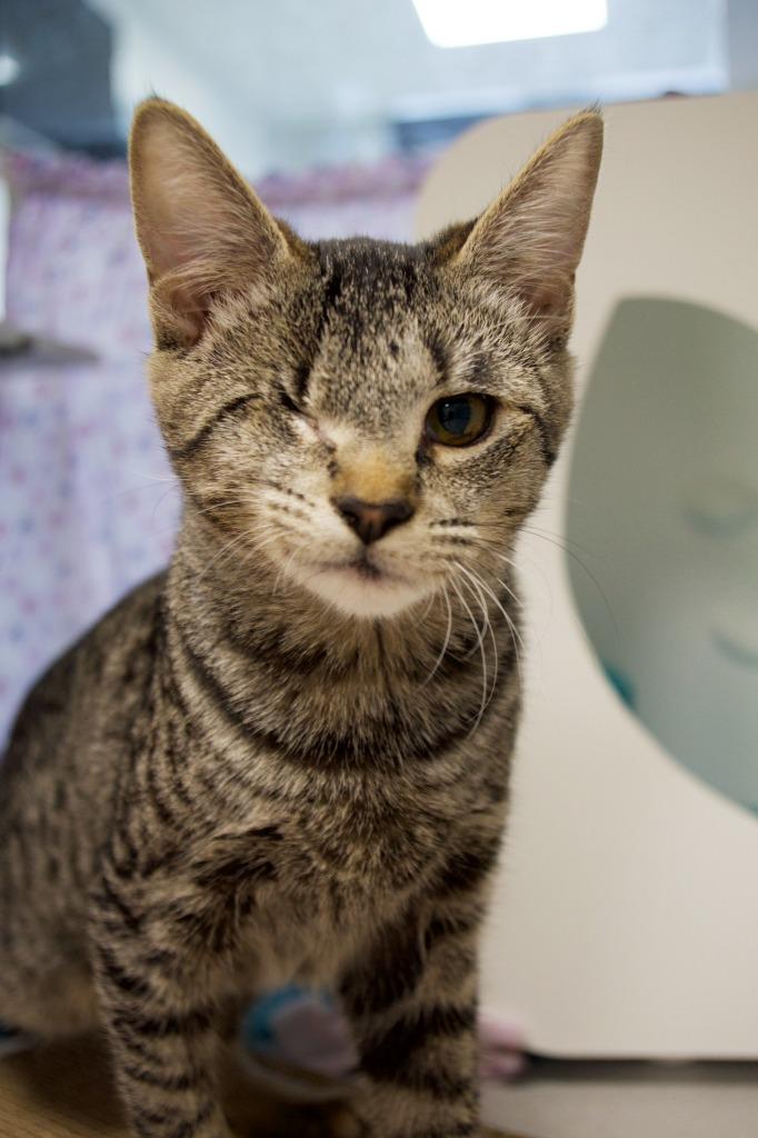 Liz, Adoptable, Kitten Female Domestic Short Hair.
