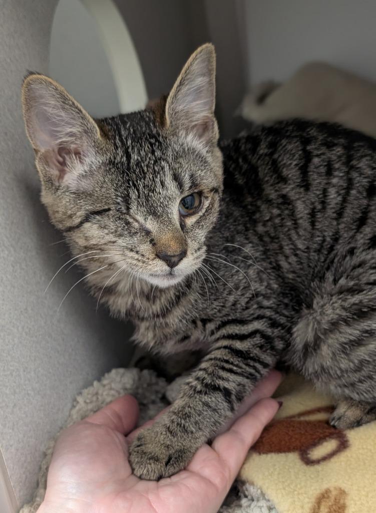 Enlarge Liz, a Adoptable mixed breed in Shoreline, WA image 2/6