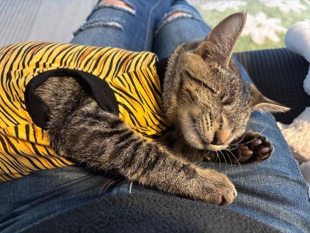 Enlarge Liz, a Adoptable mixed breed in Shoreline, WA image 3/6