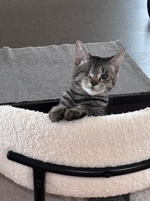 Enlarge Liz, a Adoptable mixed breed in Shoreline, WA image 4/6