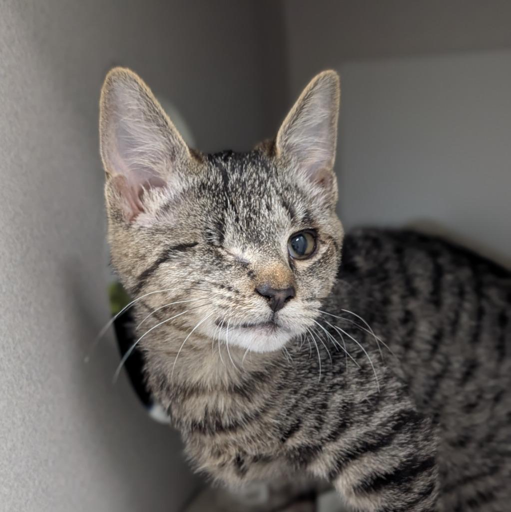 Enlarge Liz, a Adoptable mixed breed in Shoreline, WA image 5/6