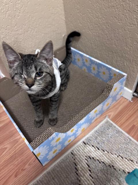 Enlarge Liz, a Adoptable mixed breed in Shoreline, WA image 6/6