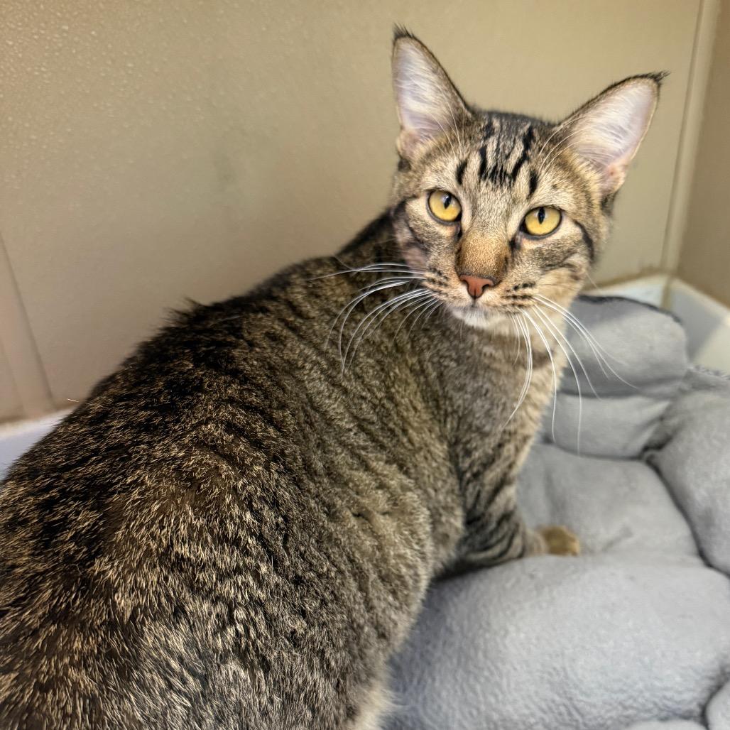 Fermi, Adoptable, Young Male Domestic Short Hair.