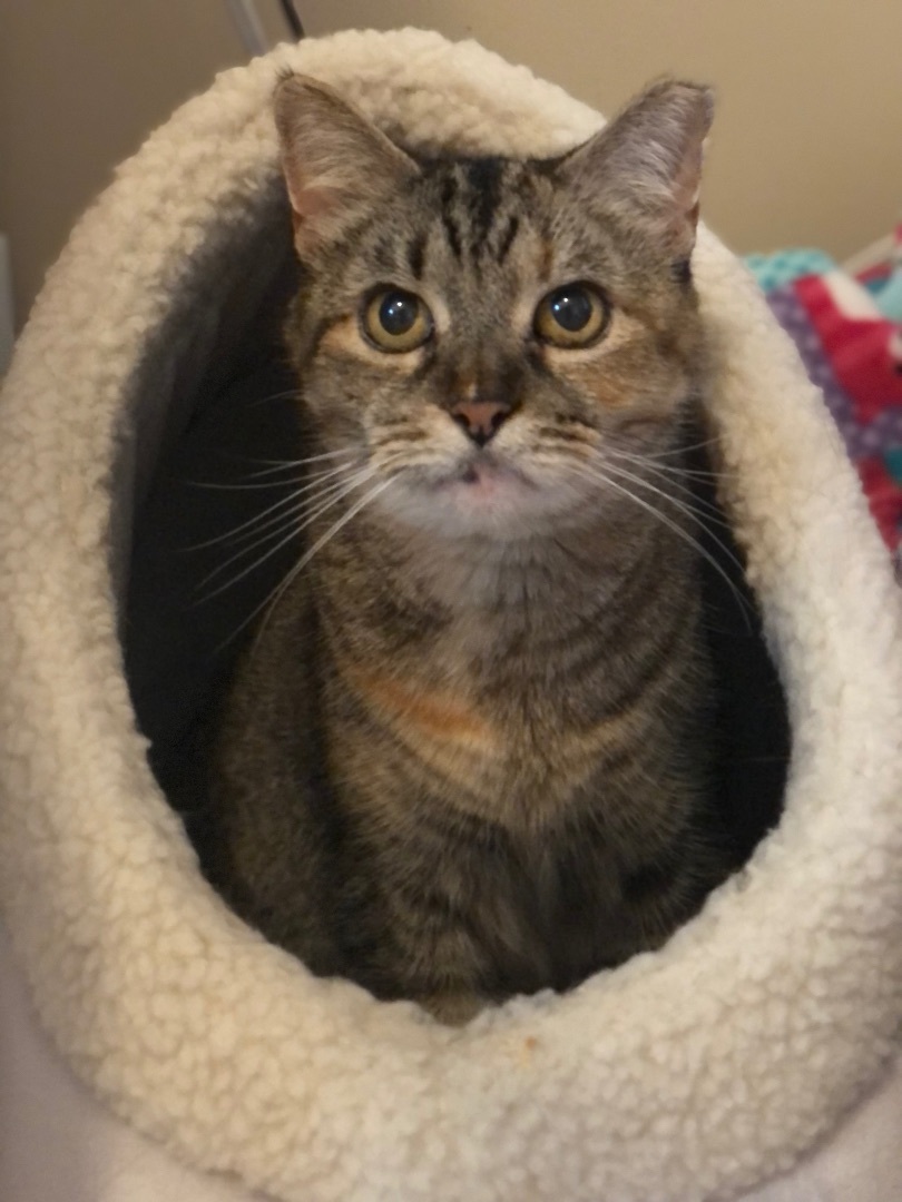Scarlett + Ivy (bonded pair)