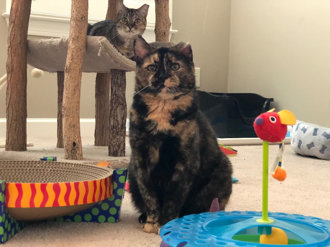 Scarlett + Ivy (bonded pair)