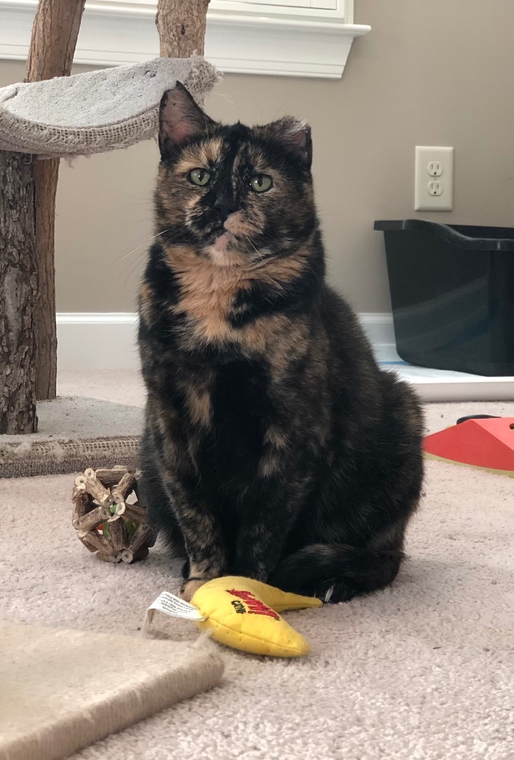 Scarlett + Ivy (bonded pair)