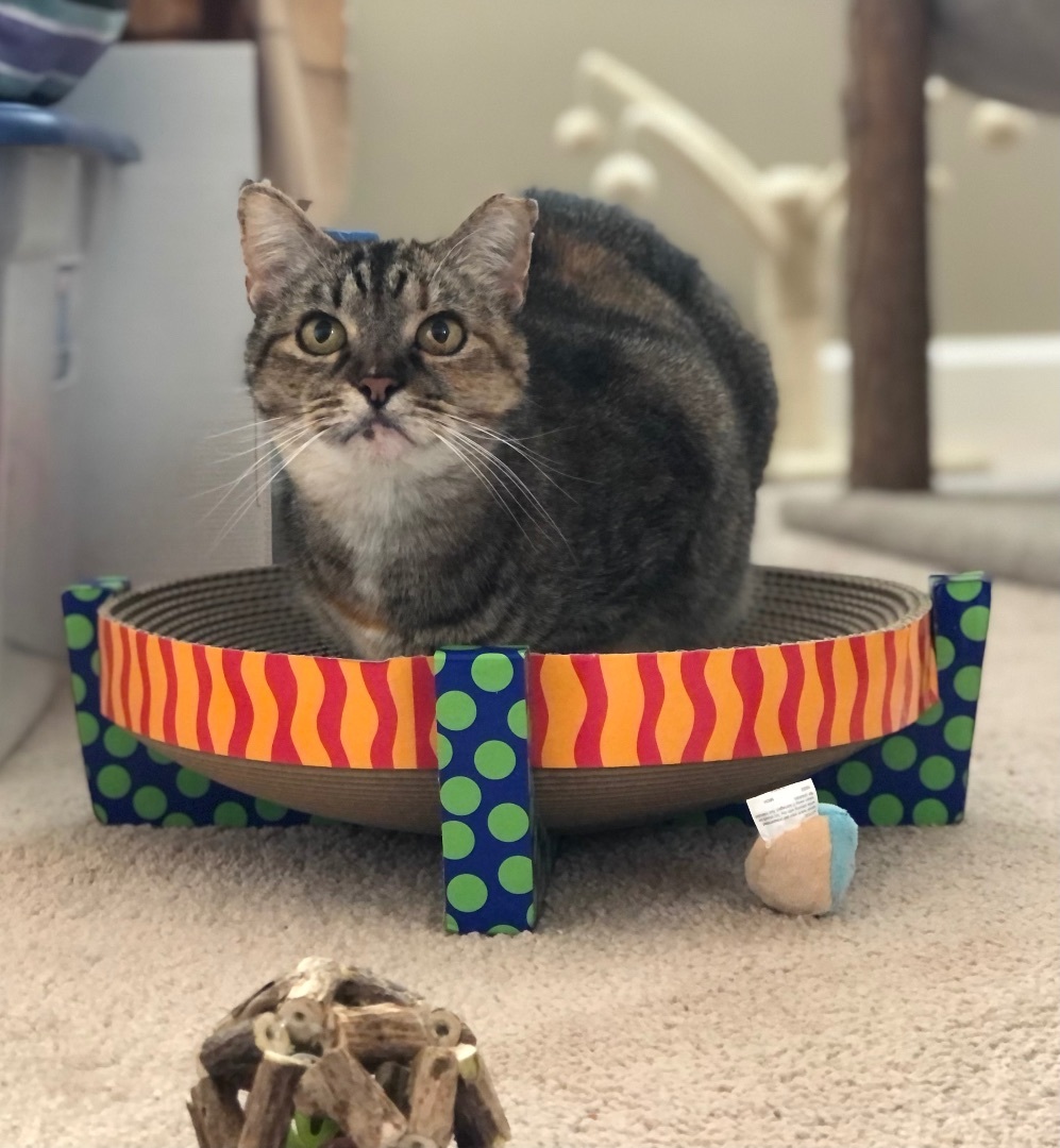 Scarlett + Ivy (bonded pair)