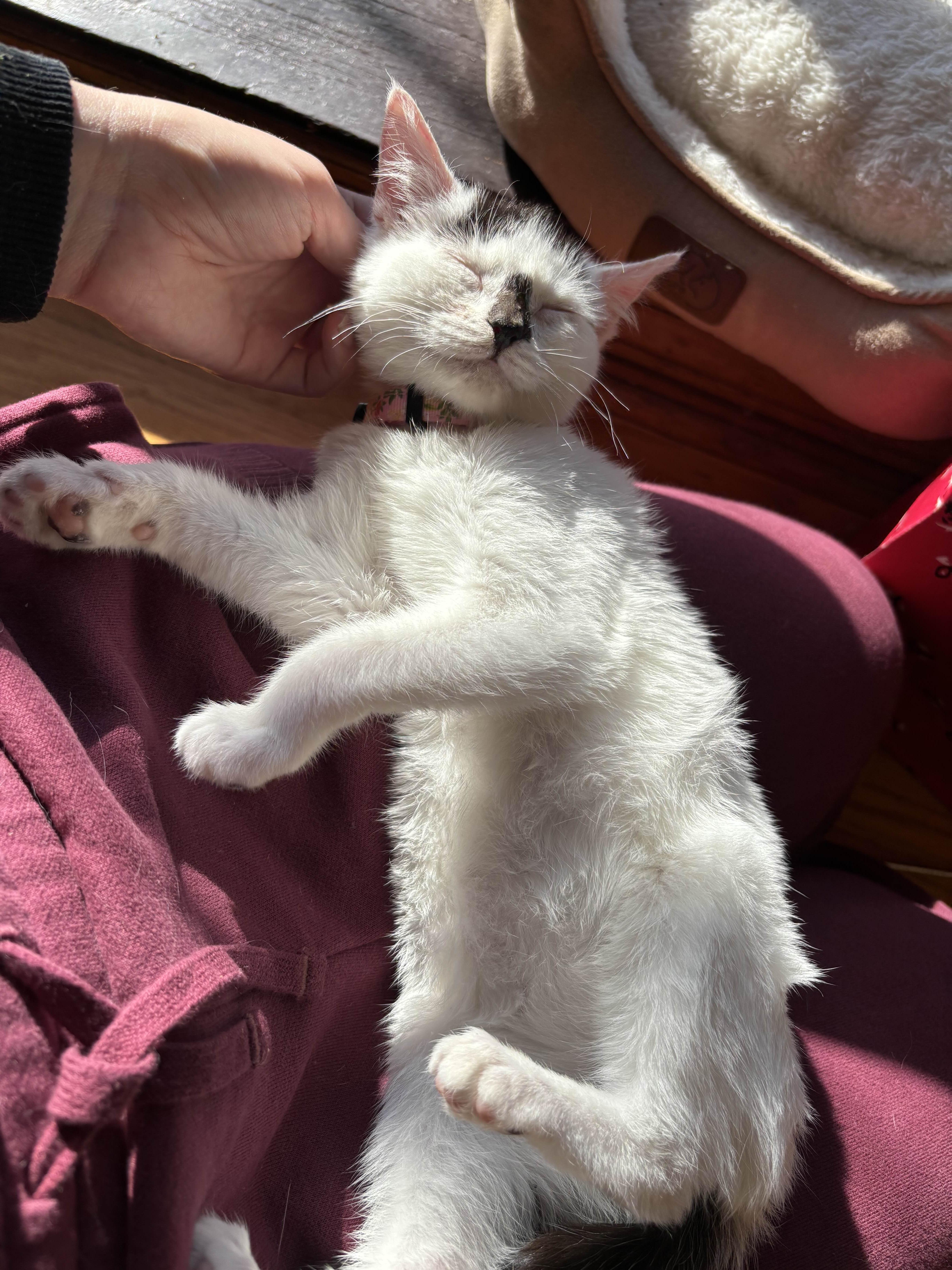 Enlarge Stella, an adopted Domestic Short Hair in Weehawken, NJ image 6/6