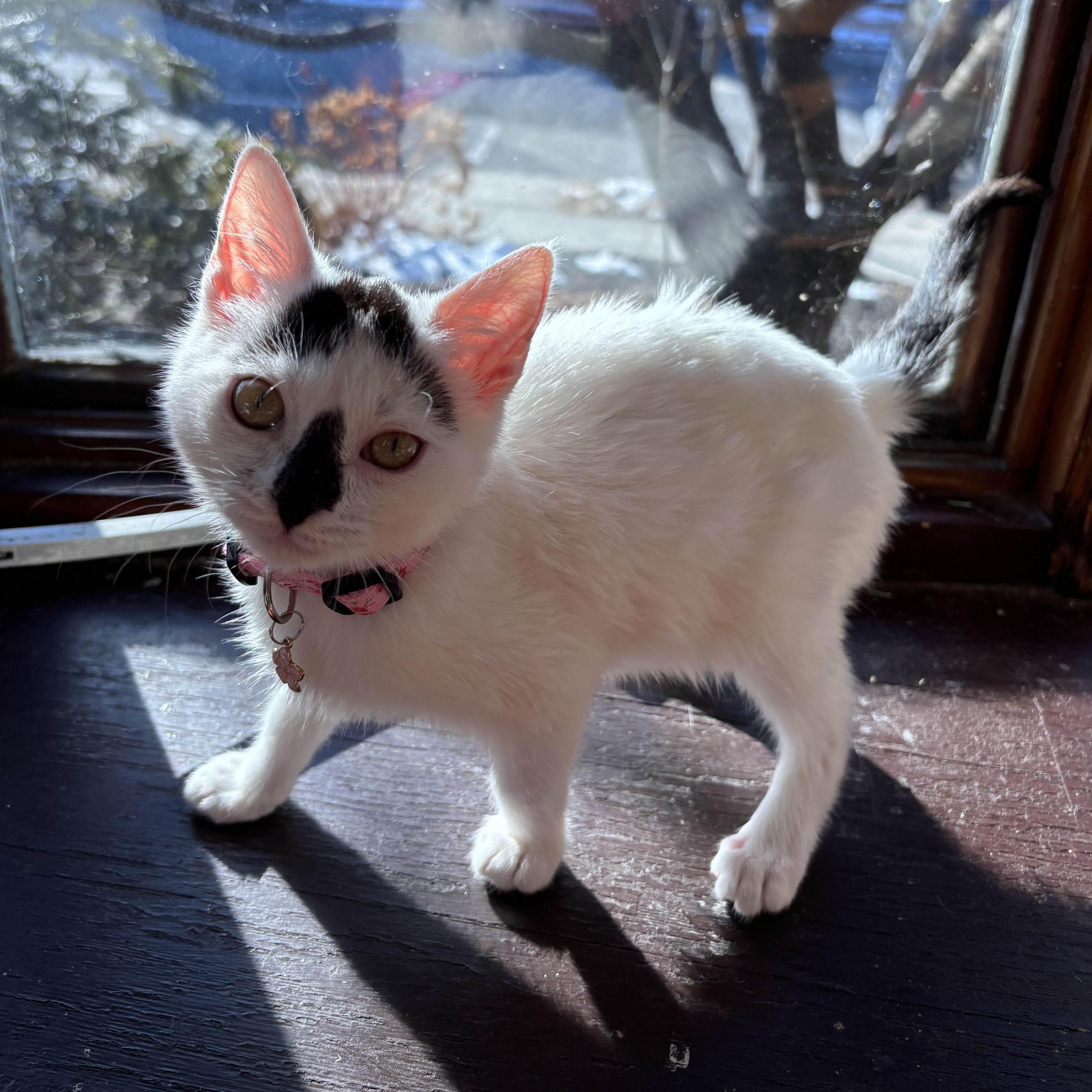 Enlarge Stella, an adopted Domestic Short Hair in Weehawken, NJ image 2/6