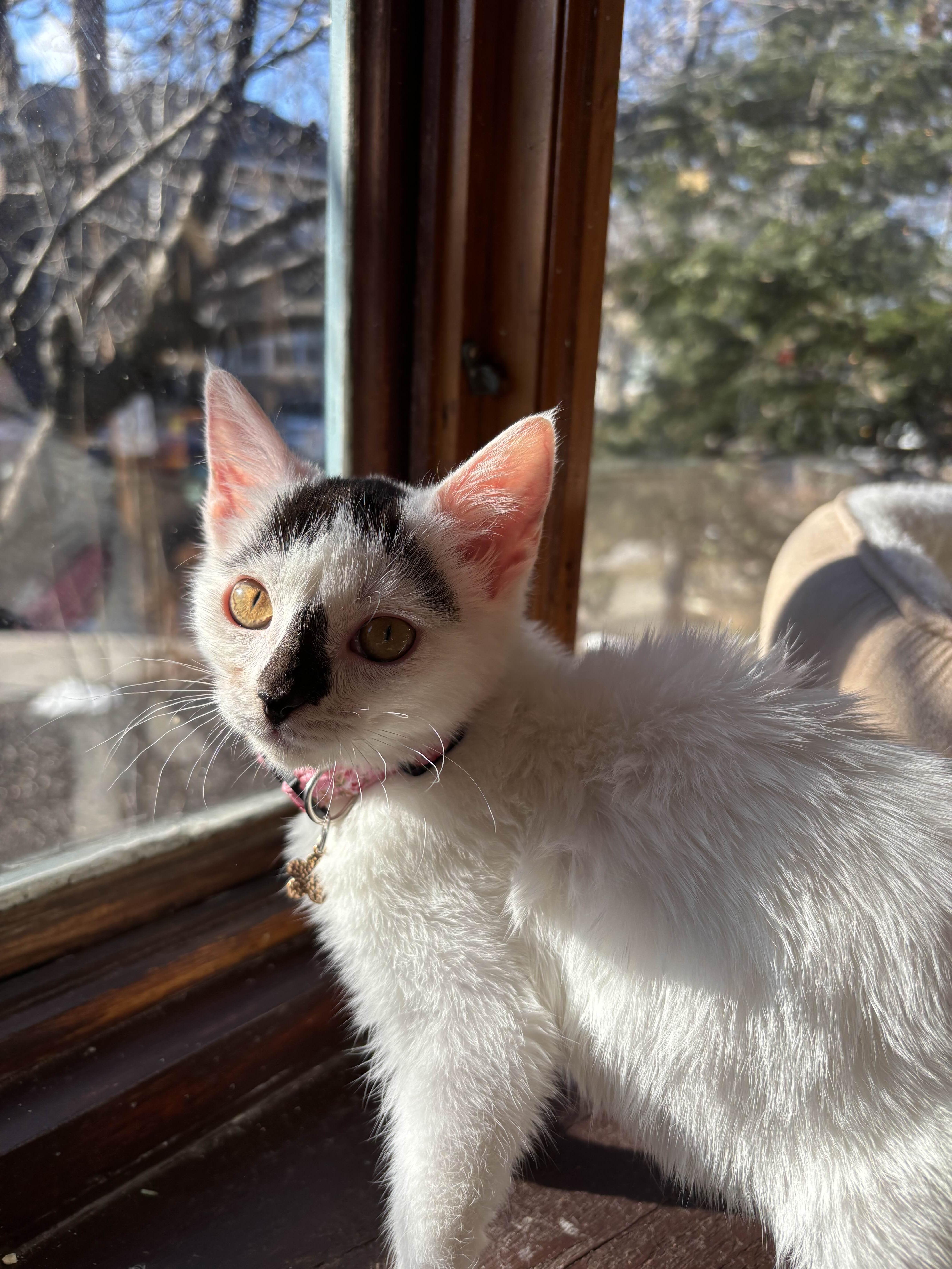 Enlarge Stella, an adopted Domestic Short Hair in Weehawken, NJ image 5/6