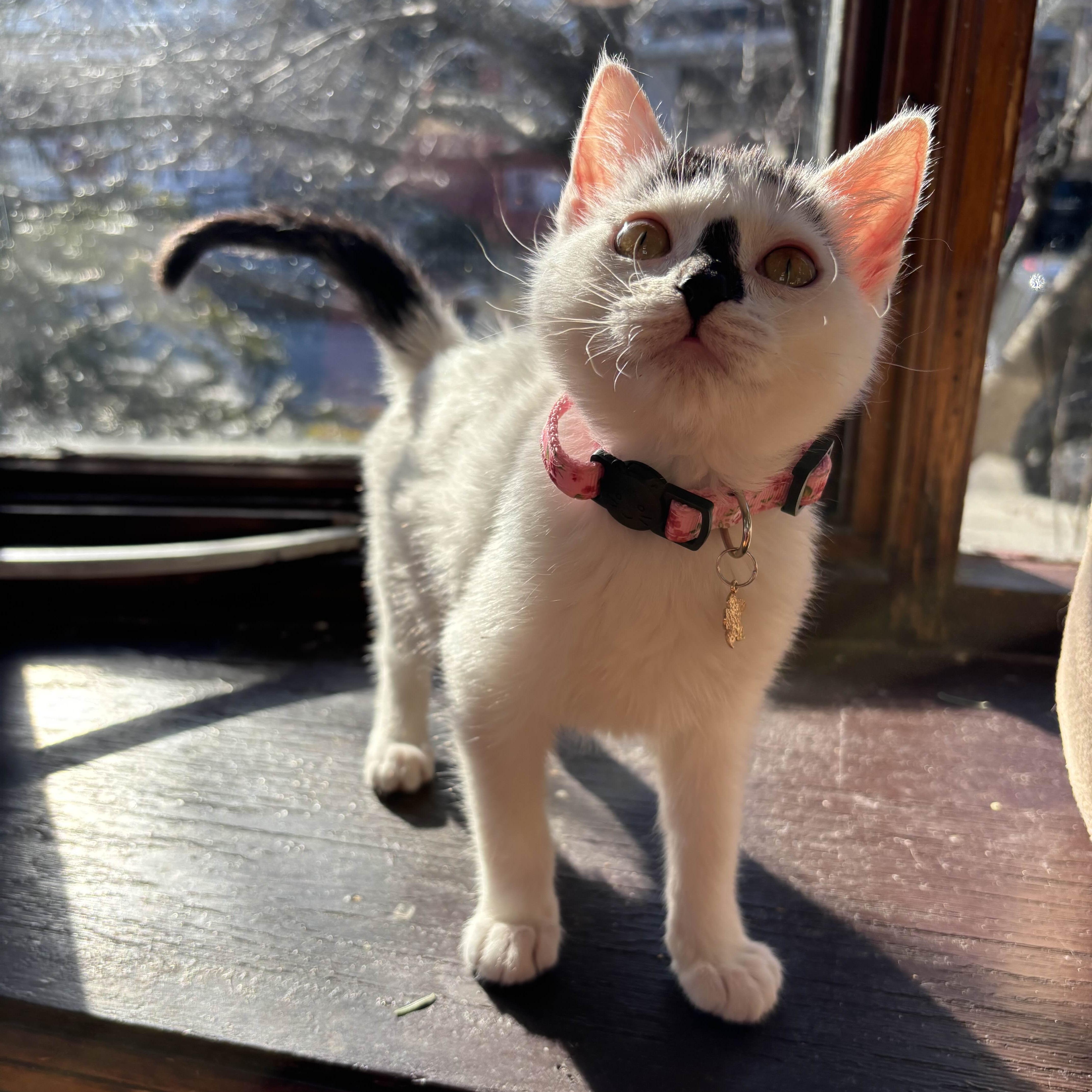 Enlarge Stella, an adopted Domestic Short Hair in Weehawken, NJ image 1/6