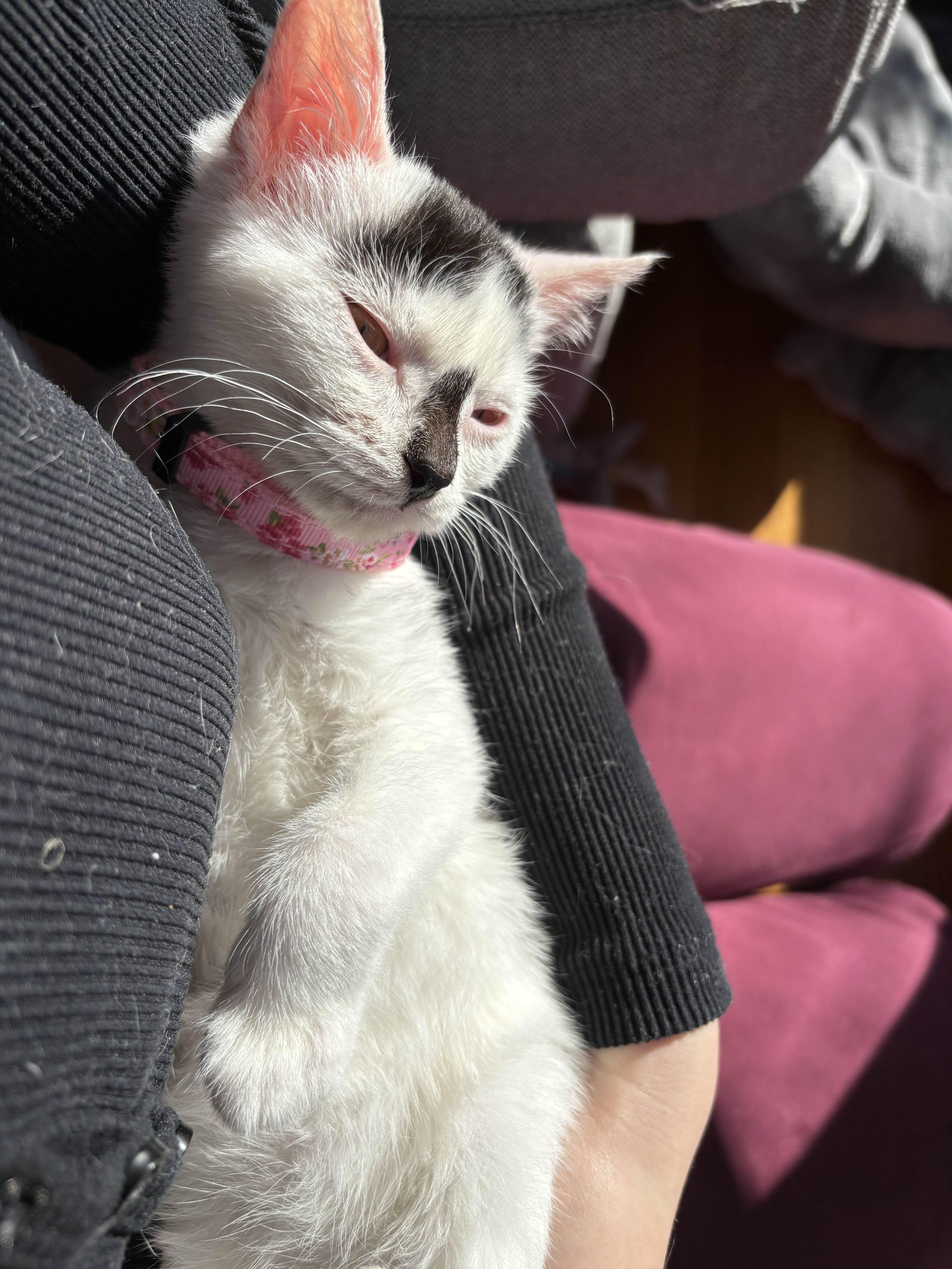 Enlarge Stella, an adopted Domestic Short Hair in Weehawken, NJ image 4/6