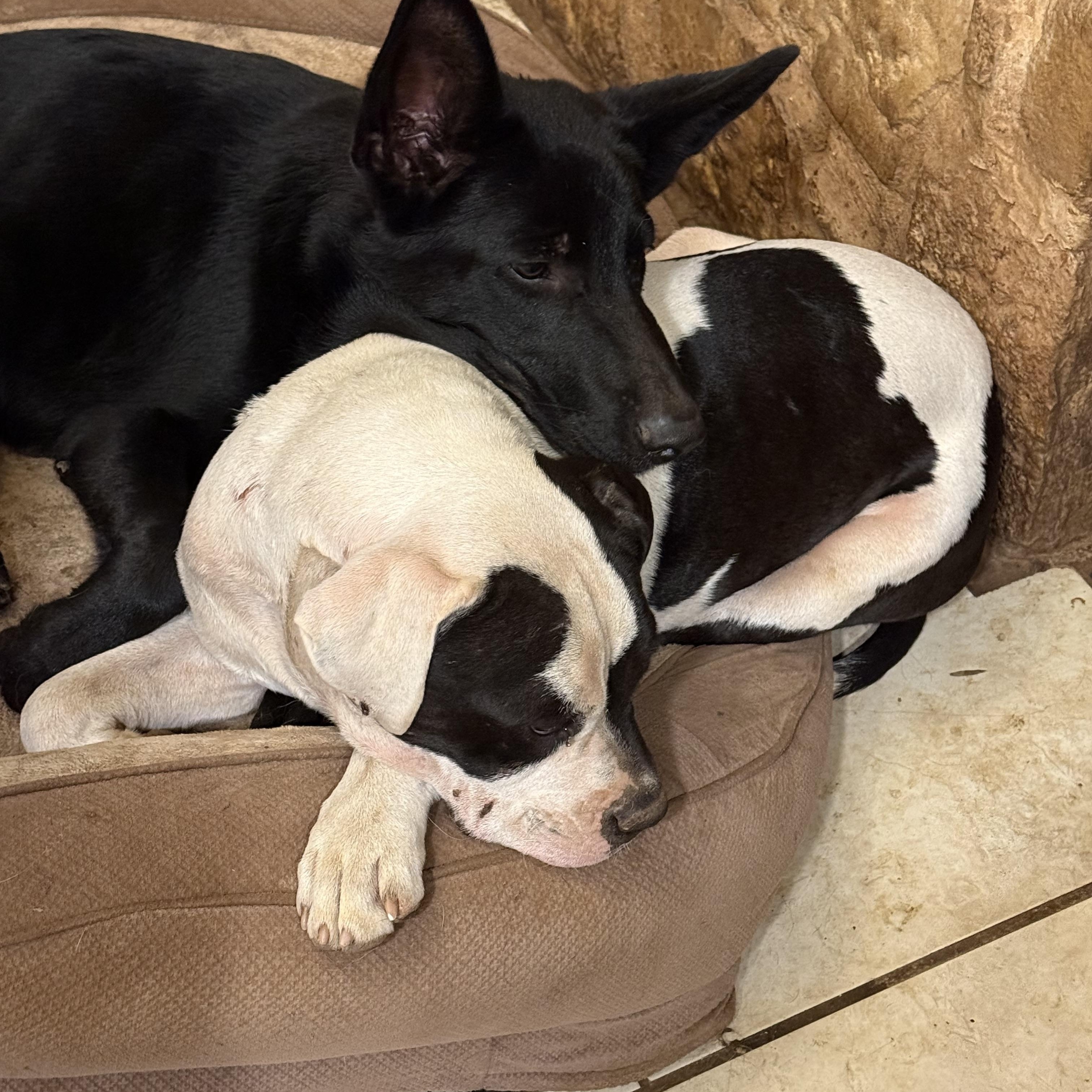 Enlarge Boris, a Adopted German Shepherd Dog in Bigfoot, TX image 2/3