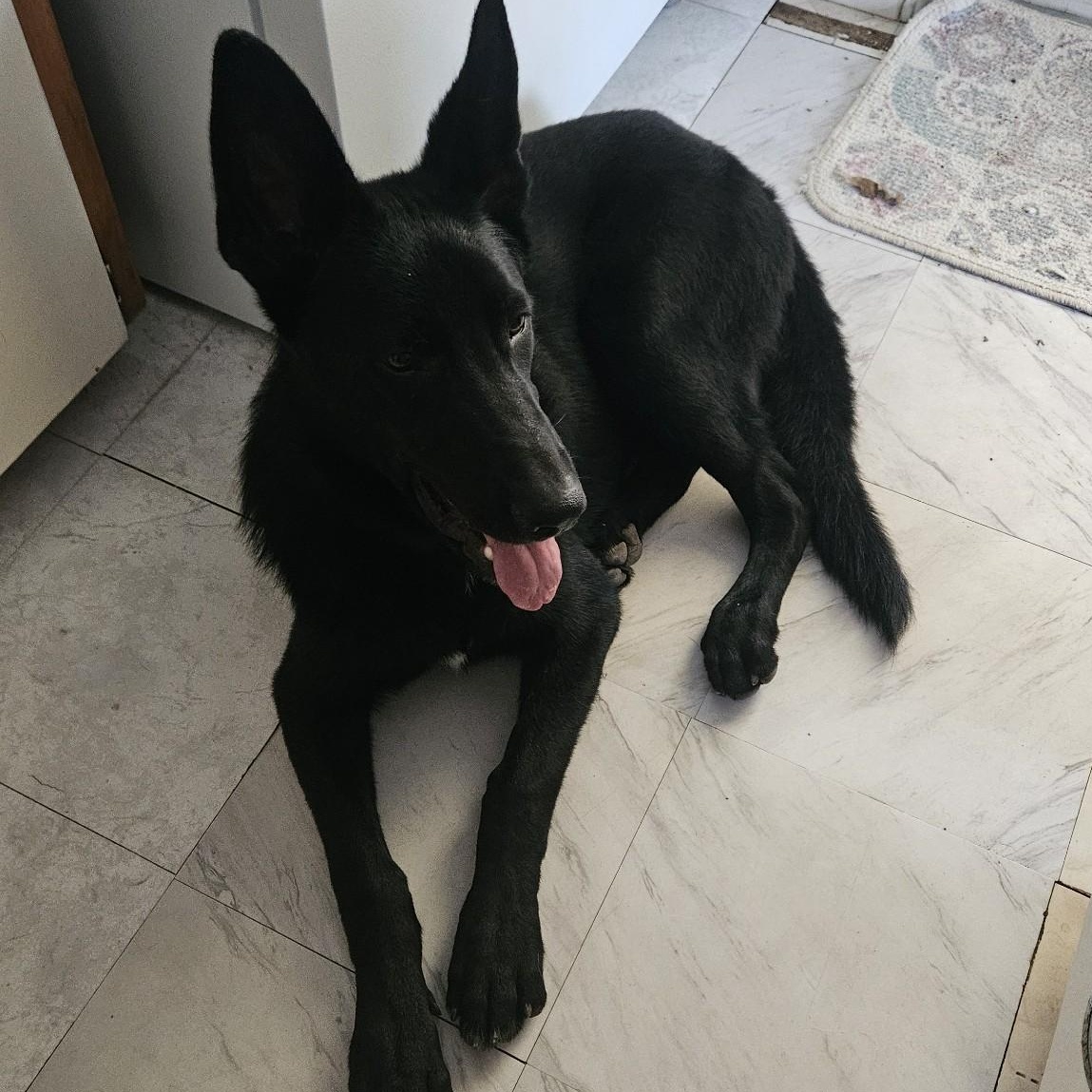 Enlarge Boris, a Adopted German Shepherd Dog in Bigfoot, TX image 3/3