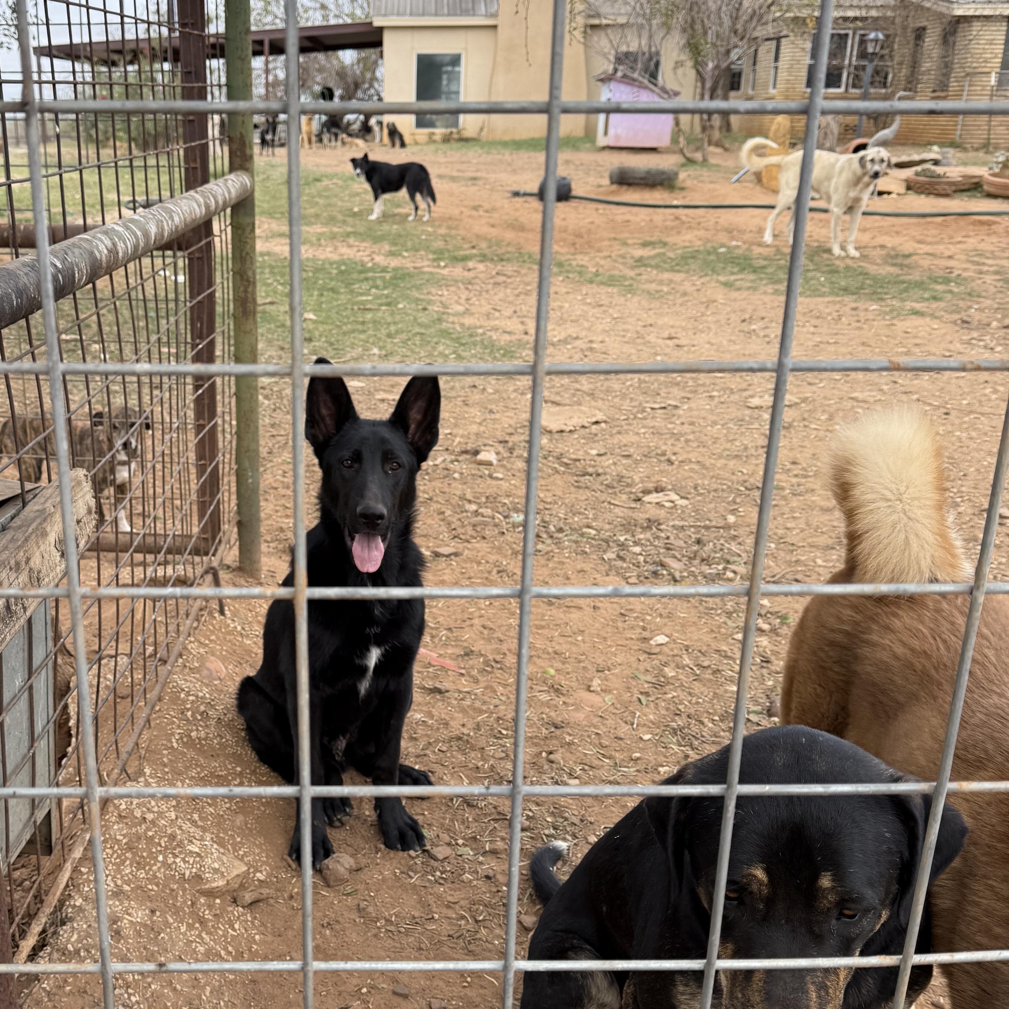 Boris, Adopted, Young Male German Shepherd Dog.
