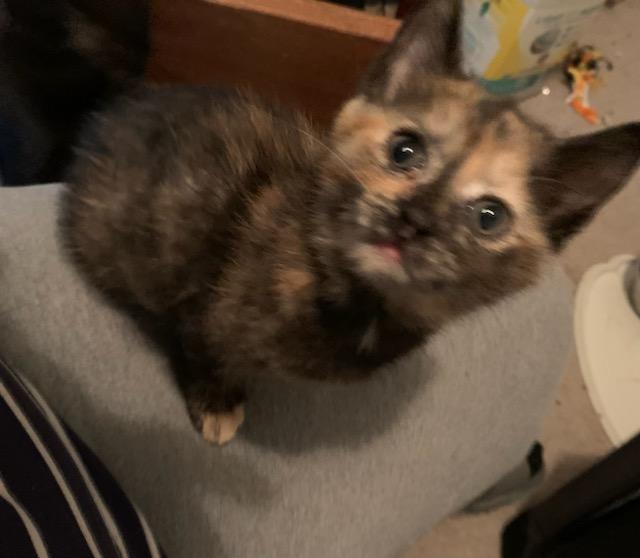 Jessica, Baby Female Domestic Short Hair