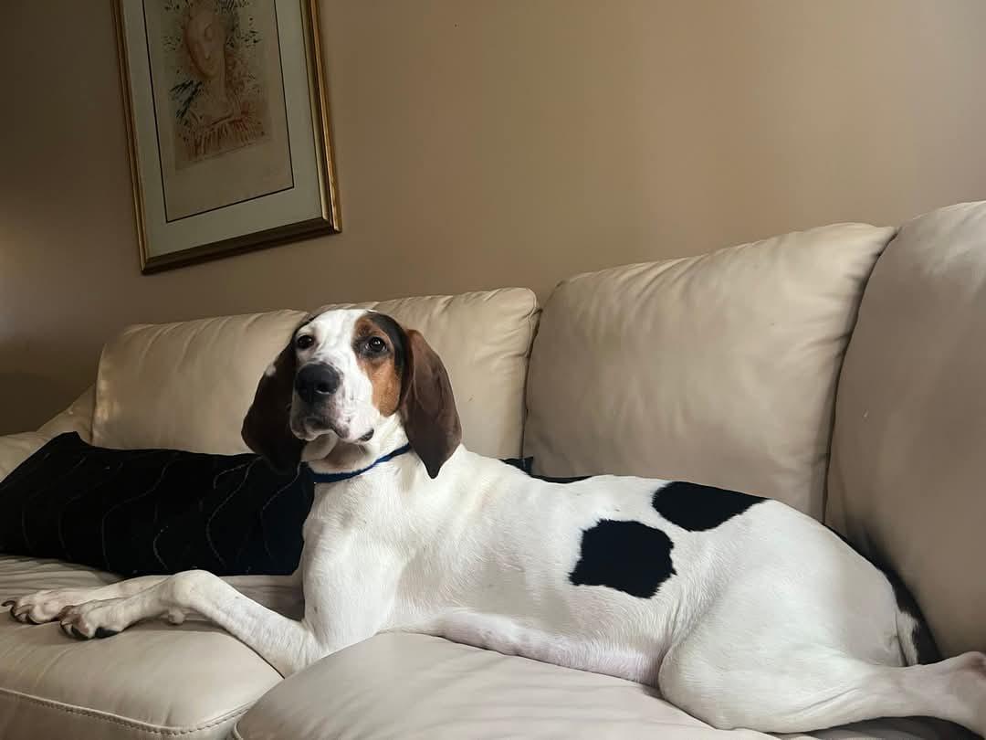 Molly, Adoptable, Adult Female Hound.