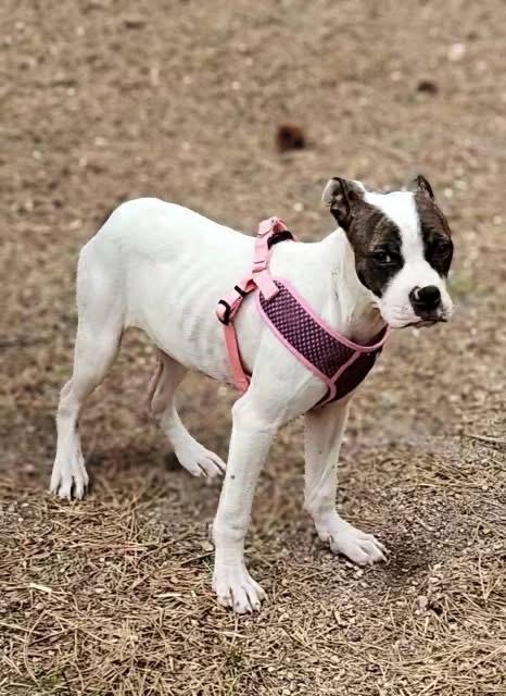 Enlarge Leona, a Adoptable mixed breed in Colorado Springs, CO image 1/5