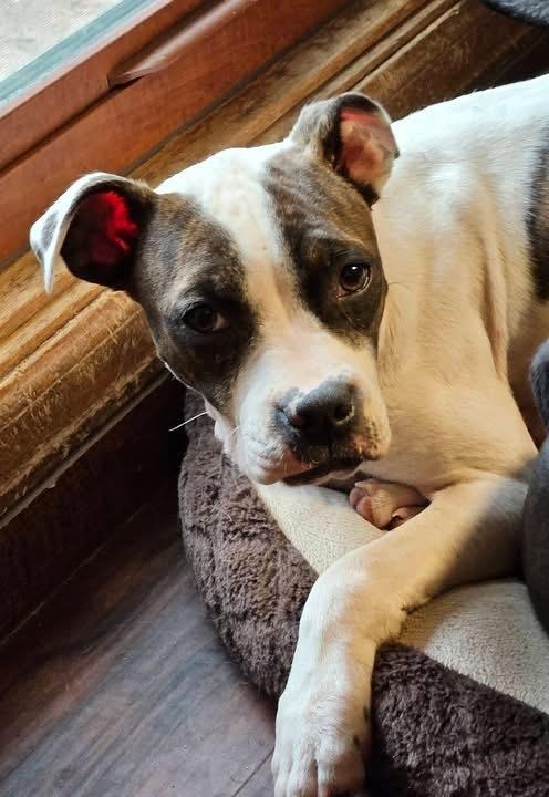 Enlarge Leona, a Adoptable mixed breed in Colorado Springs, CO image 2/5