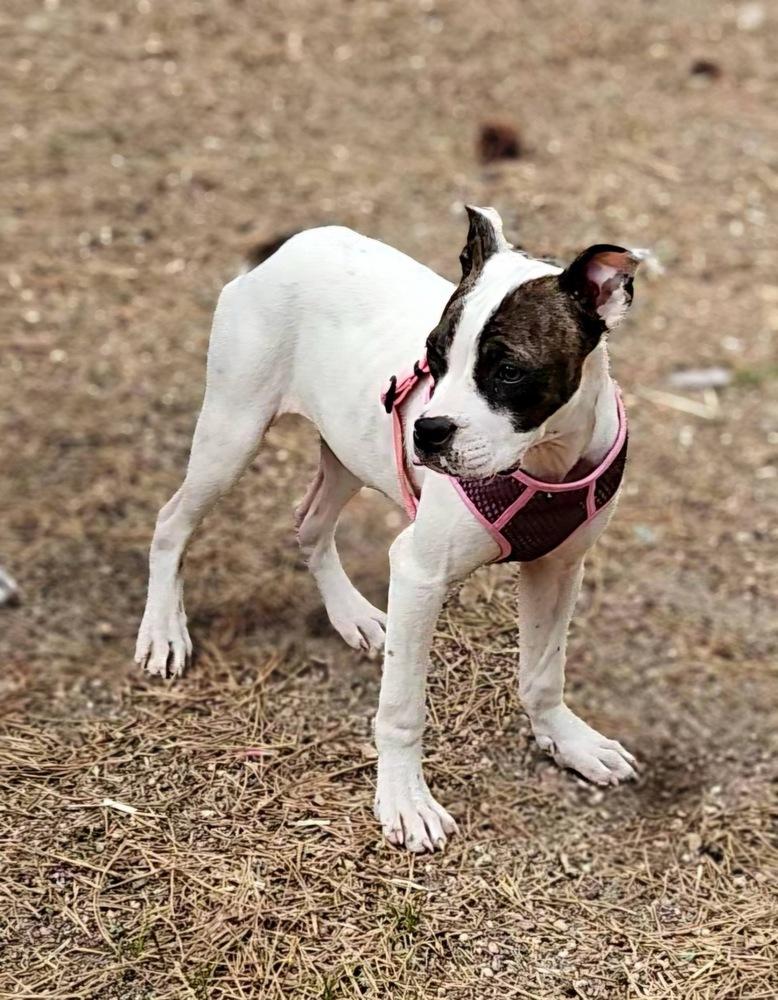Leona, Adoptable, Puppy Female Boxer.