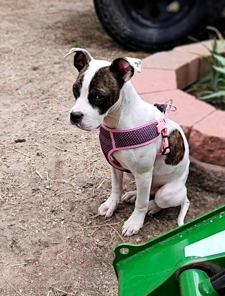 Enlarge Leona, a Adoptable mixed breed in Colorado Springs, CO image 4/5
