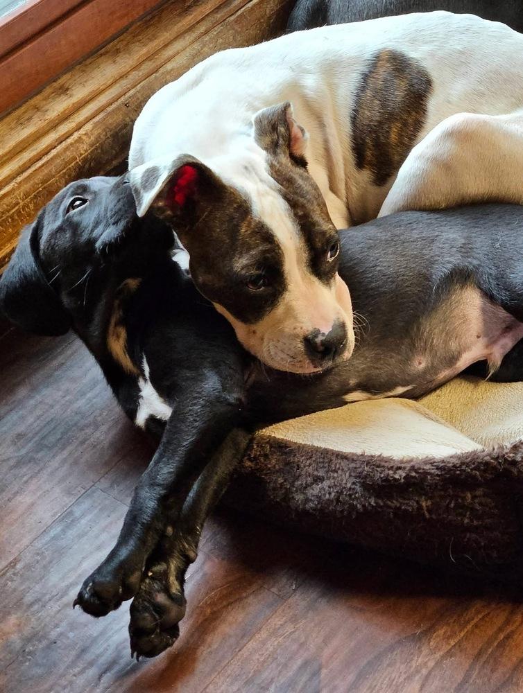 Enlarge Leona, a Adoptable mixed breed in Colorado Springs, CO image 5/5