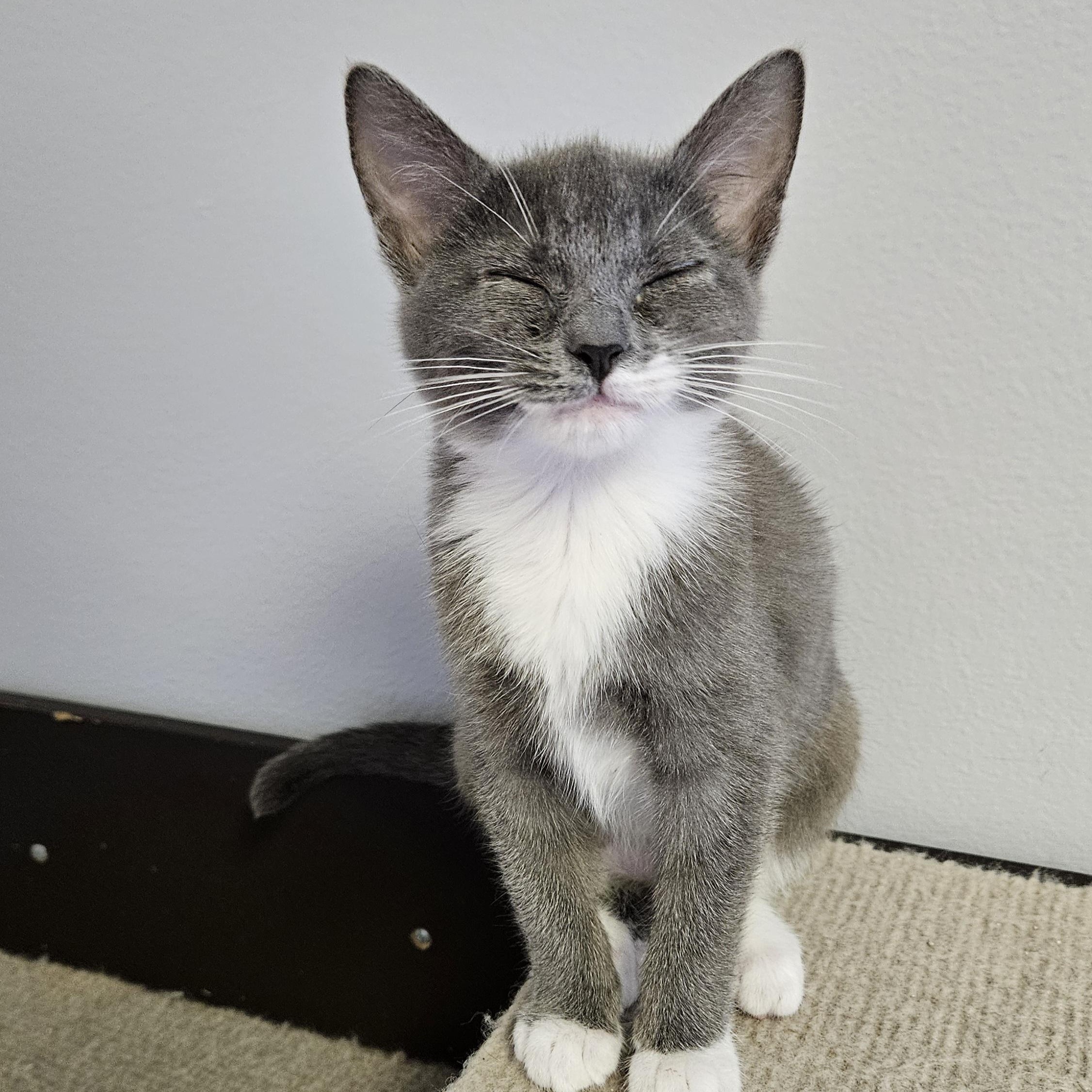 Hazel, an adopted Domestic Short Hair in Brockport, NY image 4/6