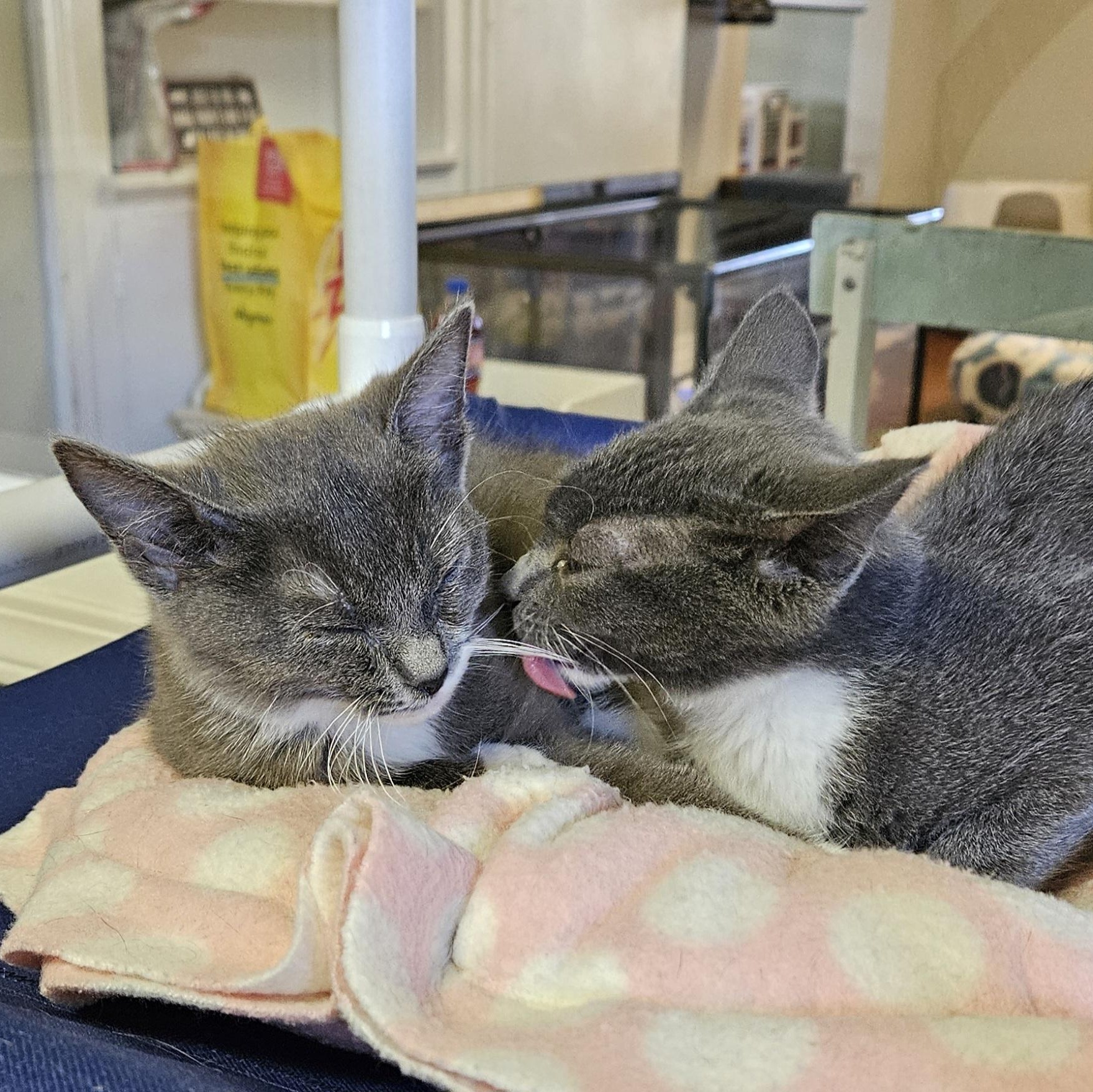 Hazel, an adopted Domestic Short Hair in Brockport, NY image 3/6