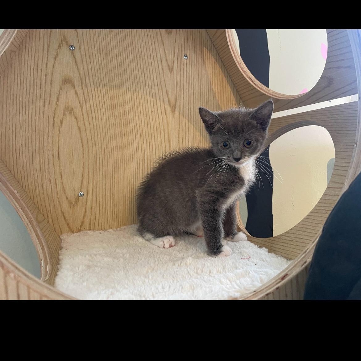 Hazel, an adopted Domestic Short Hair in Brockport, NY image 5/6