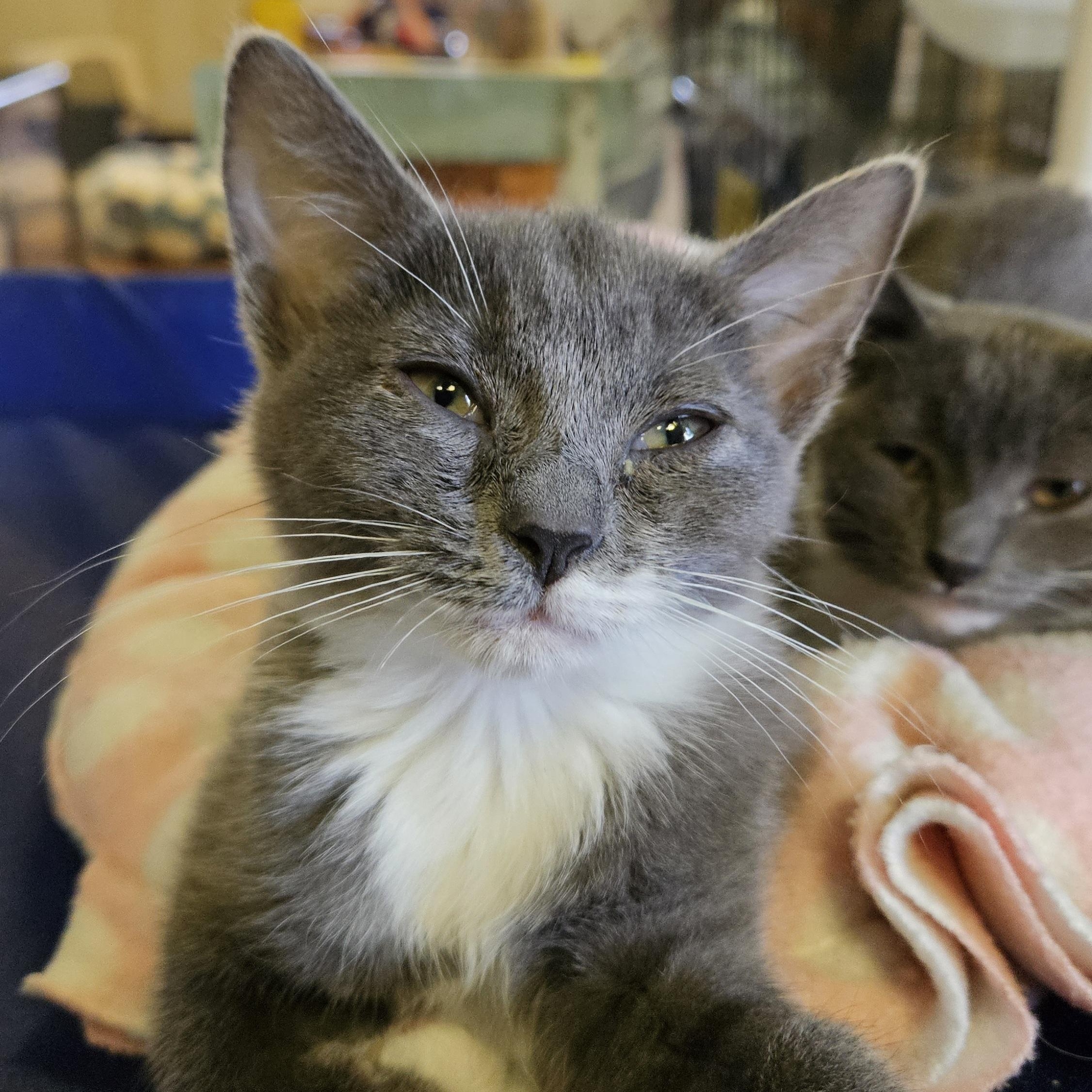 Hazel, an adopted Domestic Short Hair in Brockport, NY image 1/6