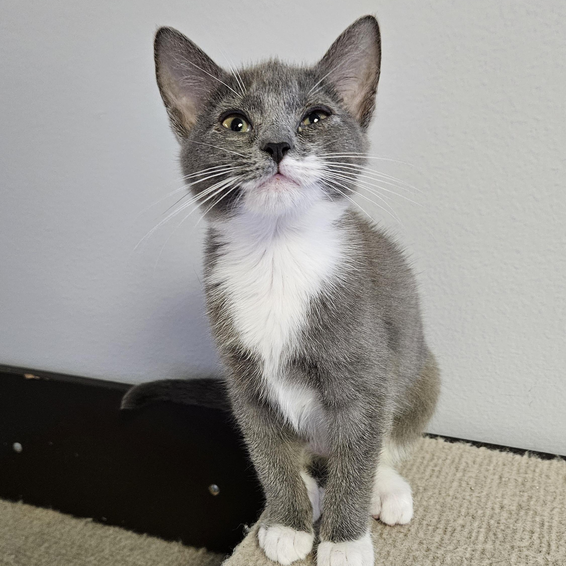 Hazel, an adopted Domestic Short Hair in Brockport, NY image 2/6