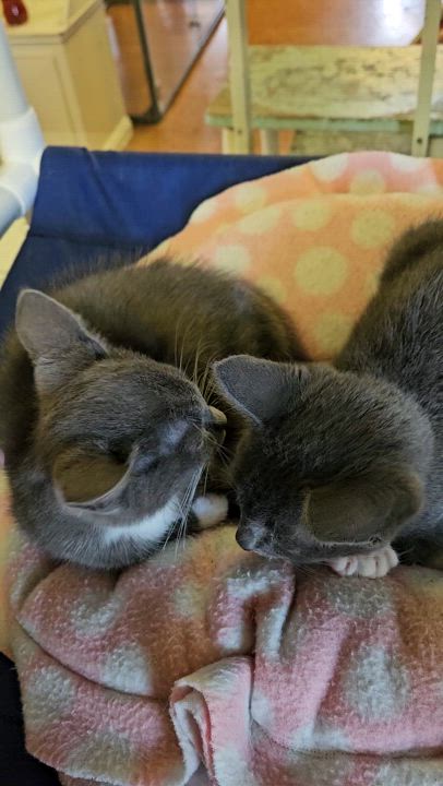 Enlarge Hazel, an adopted Domestic Short Hair in Brockport, NY video 6/6