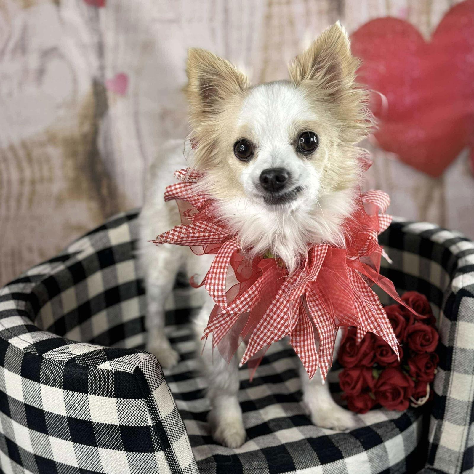 Gizmo, Adoptable, Adult Male Pomeranian & Chihuahua.