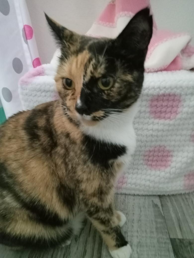 Enlarge Twila ***Community Courtesy Post***, a ADOPTABLE mixed breed in Queen Creek, AZ image 3/4