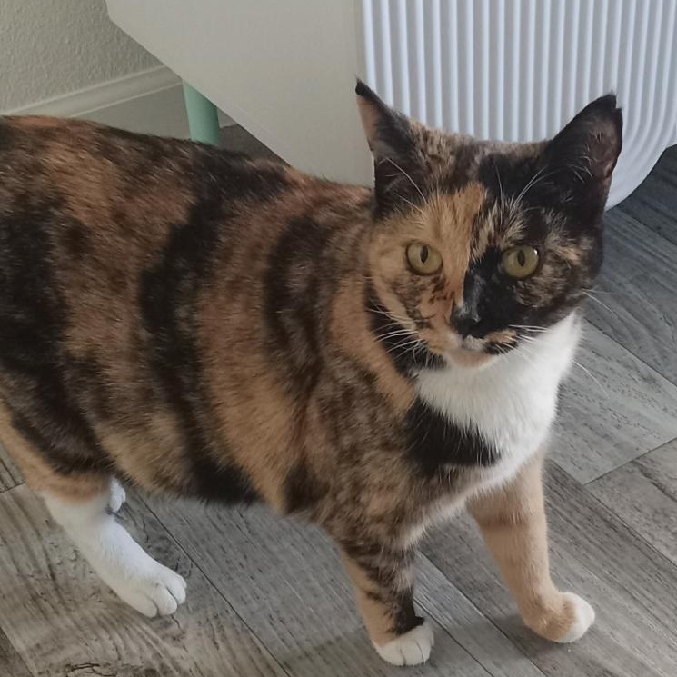 Twila ***Community Courtesy Post***, ADOPTABLE, Adult Female Domestic Short Hair.