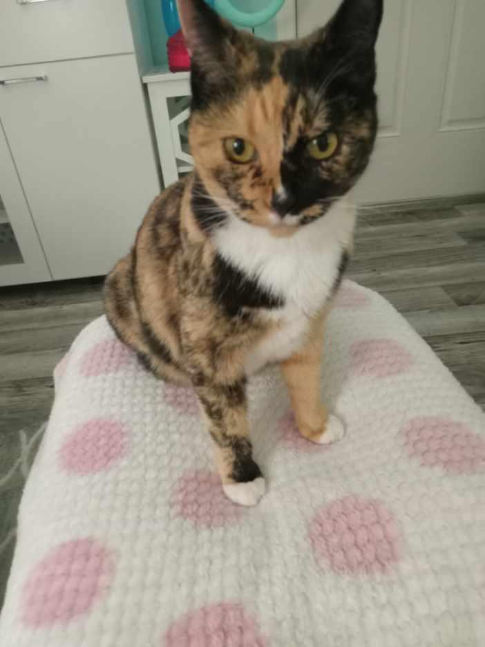 Enlarge Twila ***Community Courtesy Post***, a ADOPTABLE mixed breed in Queen Creek, AZ image 2/4